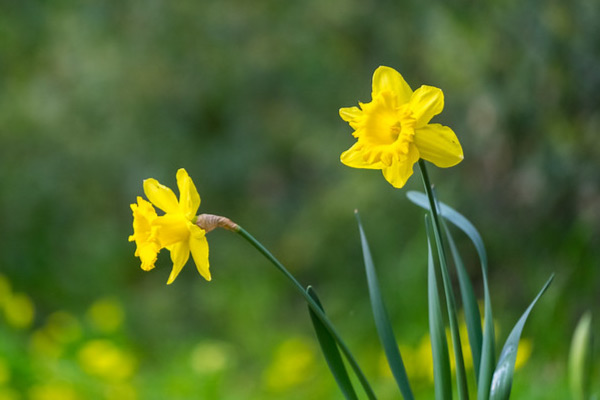 Two yellow flowers in green field