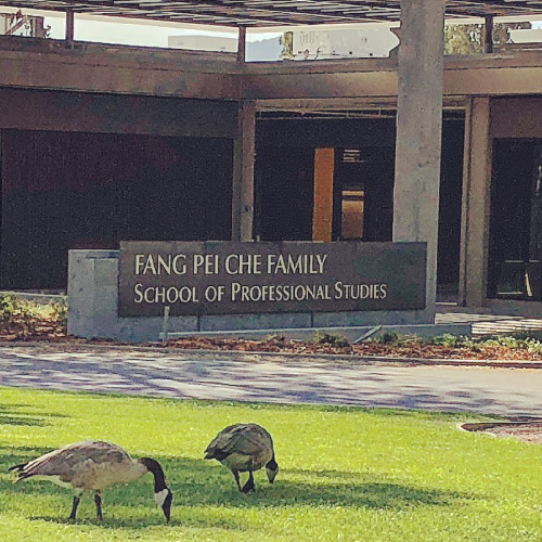 Geese loitering in front of Che building